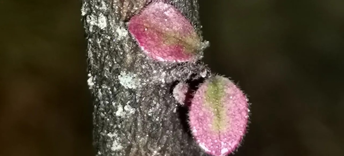 雨打红花繼木