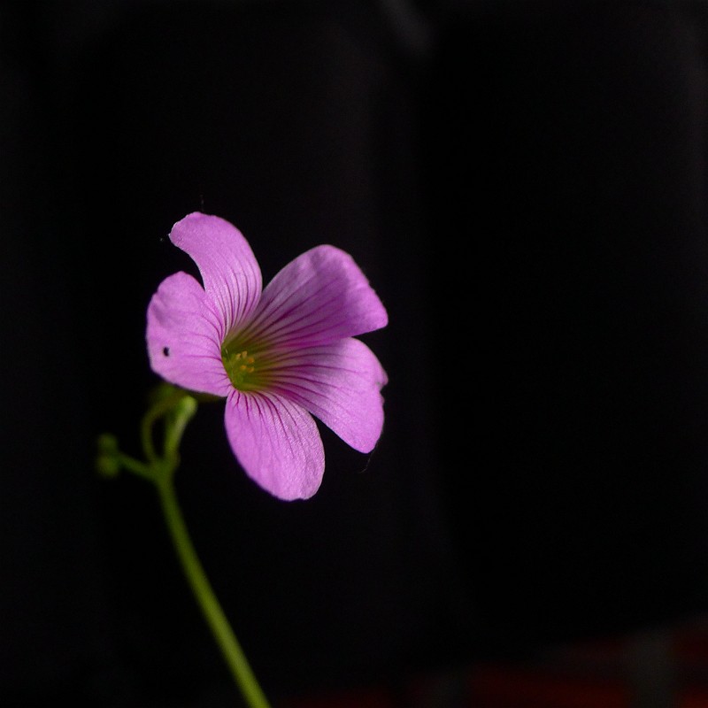 酢浆草（学名：Oxalis corniculata L.）