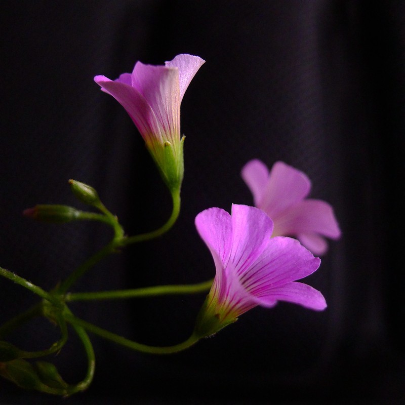 酢浆草（学名：Oxalis corniculata L.）