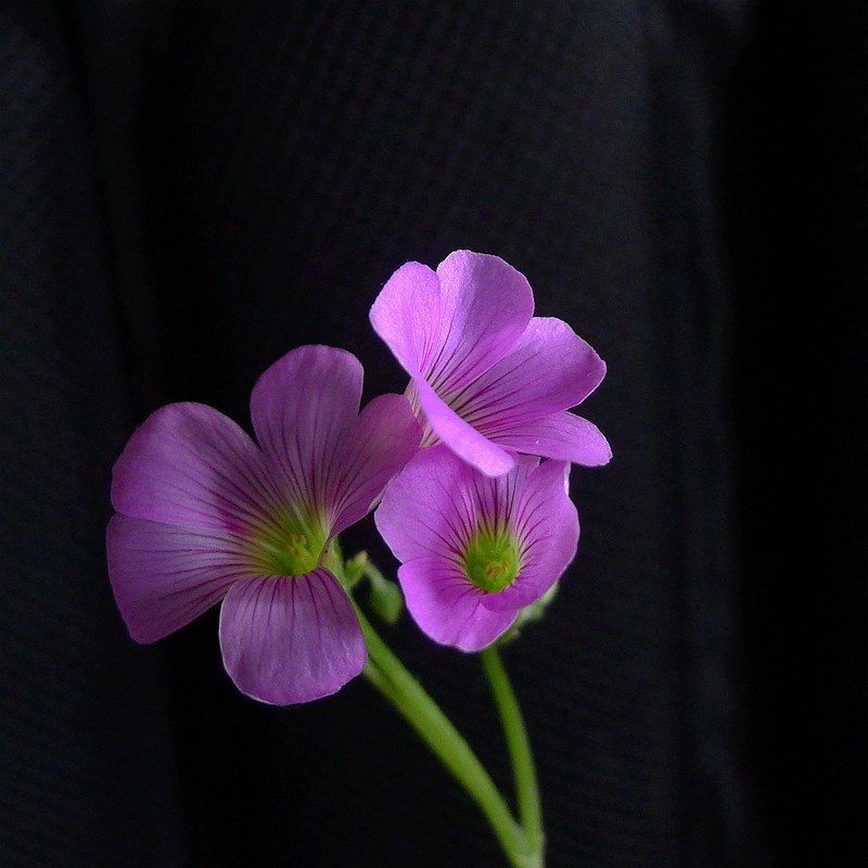 酢浆草（学名：Oxalis corniculata L.）