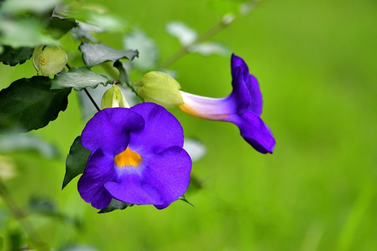 立鹤花2