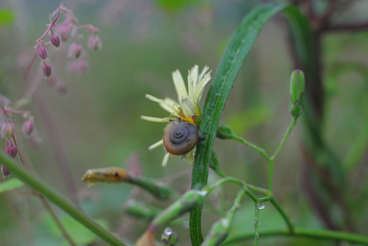 某宝弄了个4X近摄镜，发几张，感觉还可以。还有两张杂片。