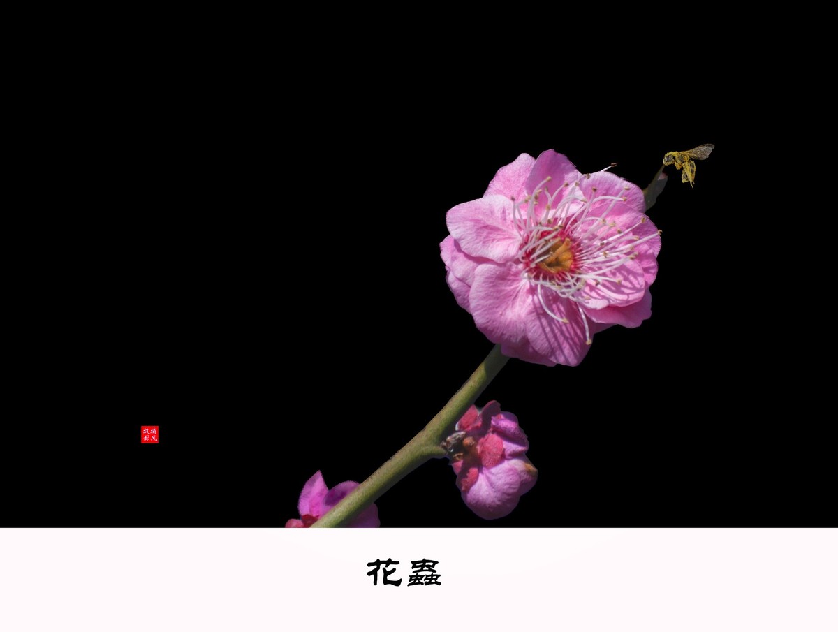 一花一世界