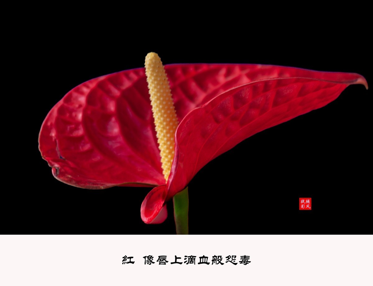 一花一世界