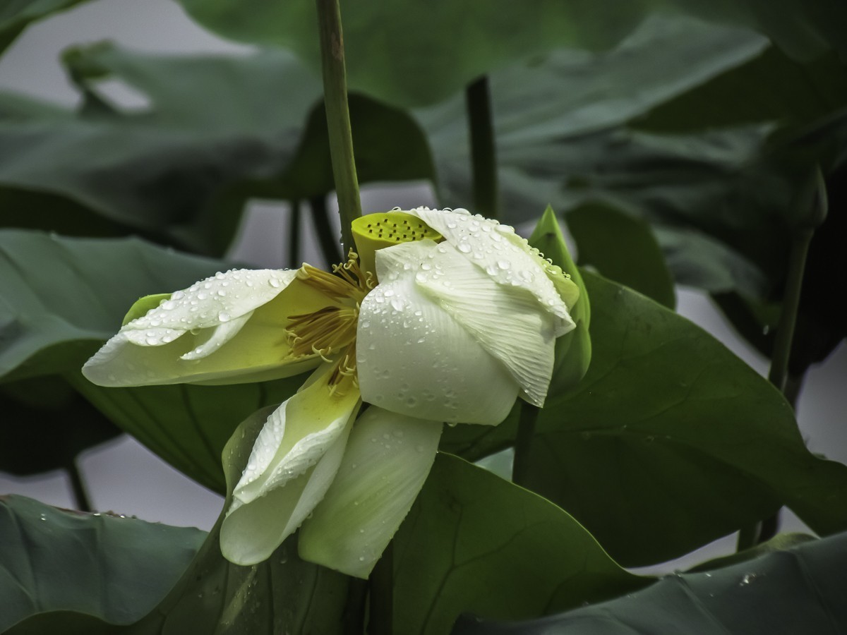 荷花
