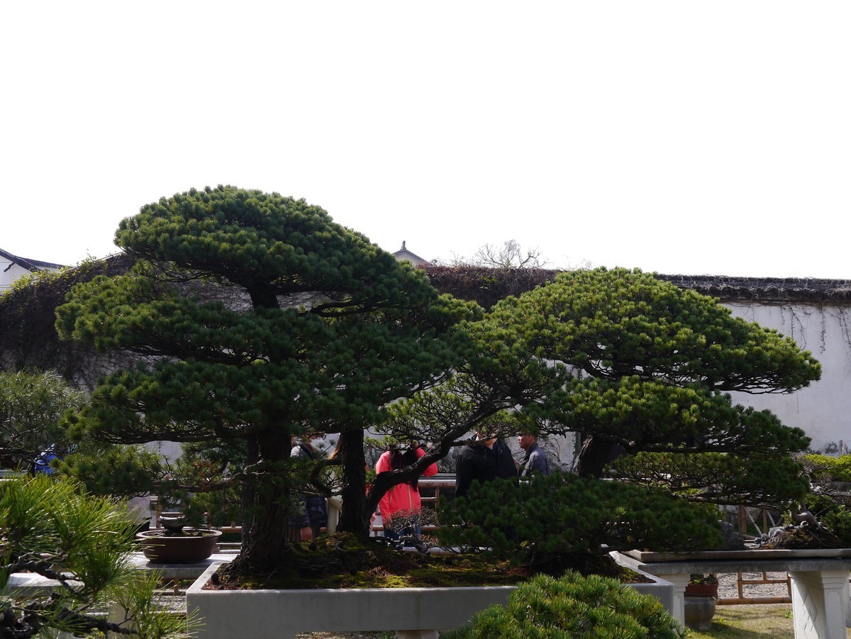 江南行之苏州篇--留园赏景（5）