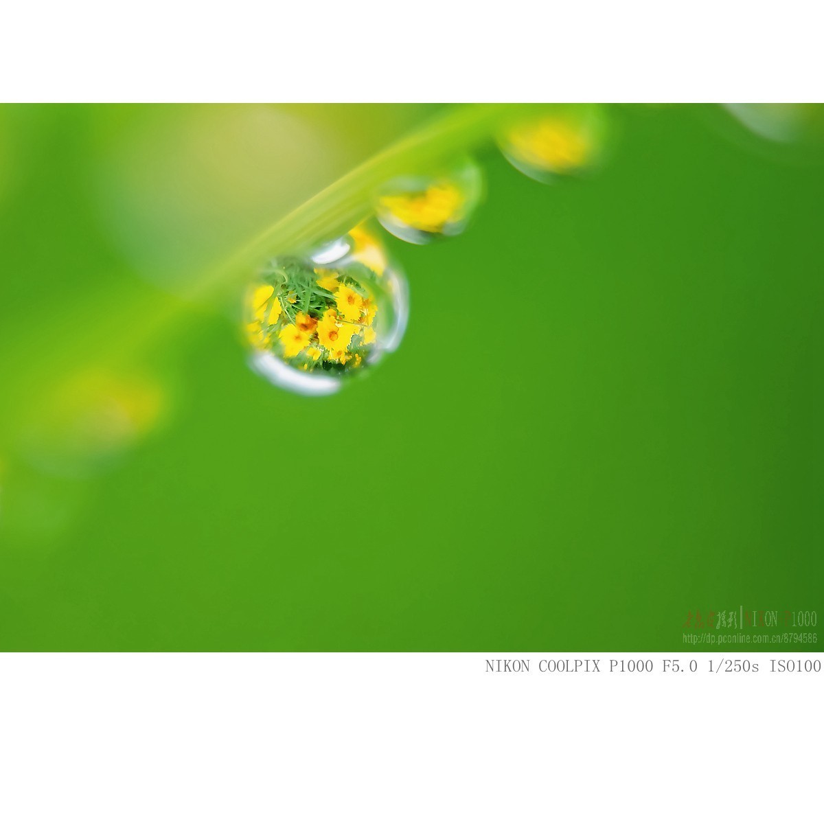 雨珠里的金鸡菊