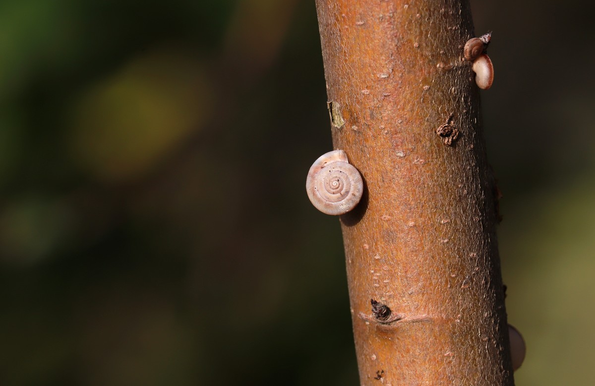 树上的蜗牛壳