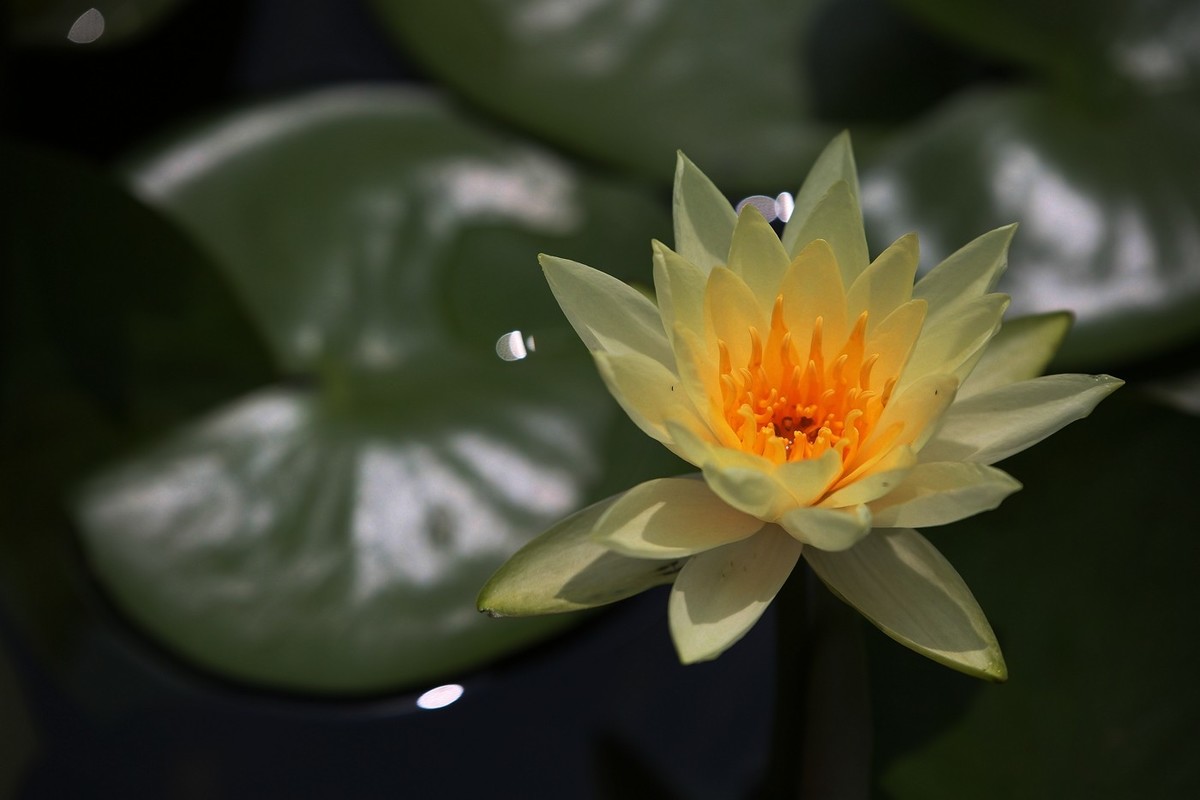 睡莲花