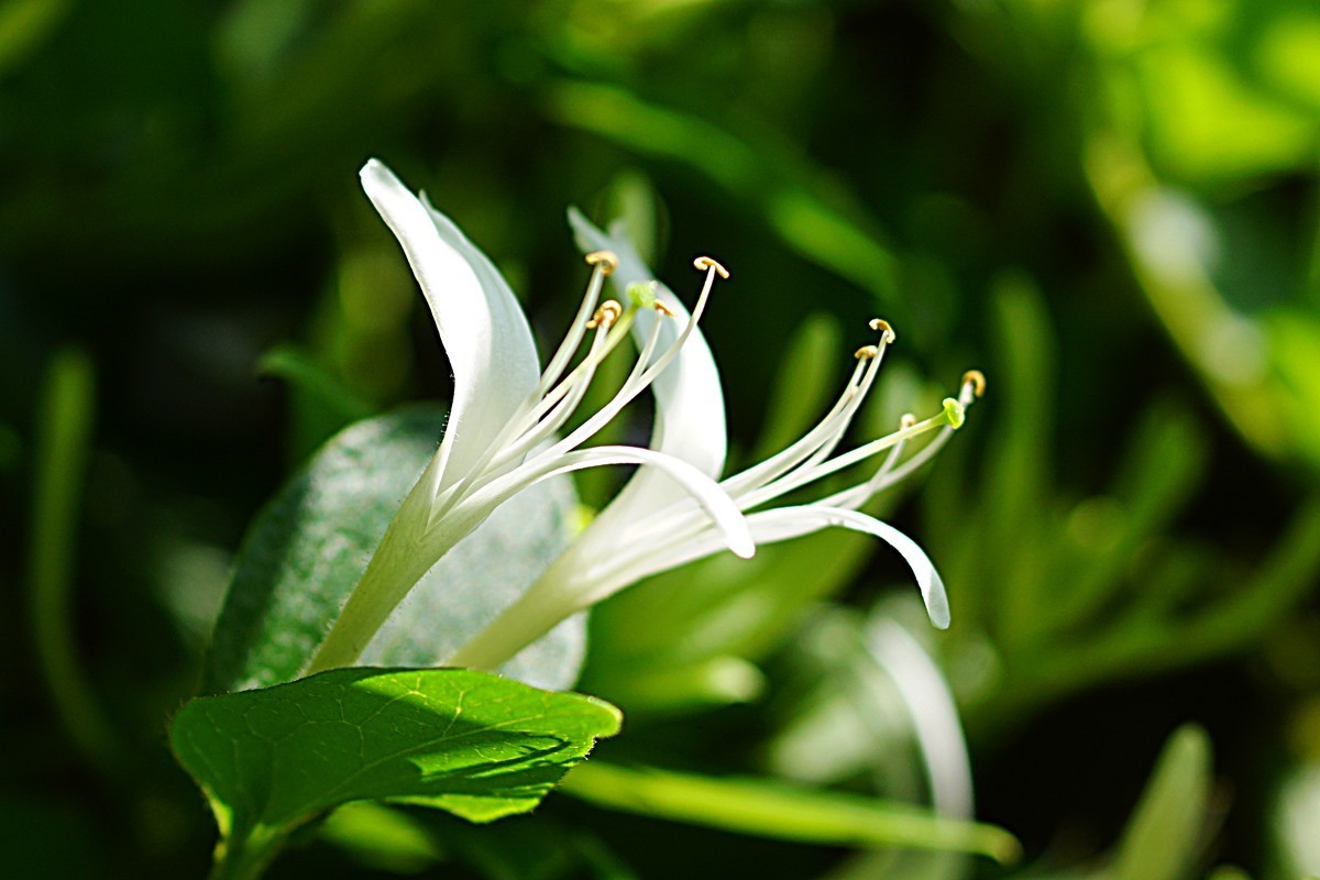 金银花（三）