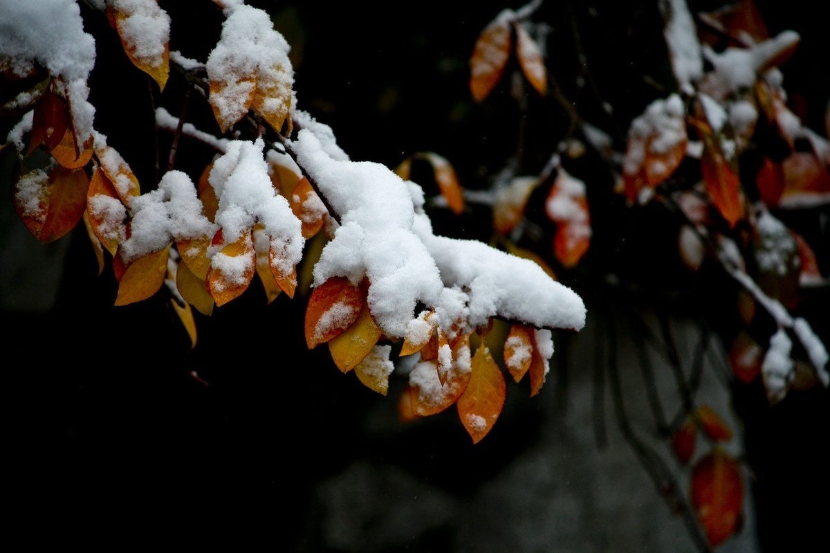 初雪——公园小景