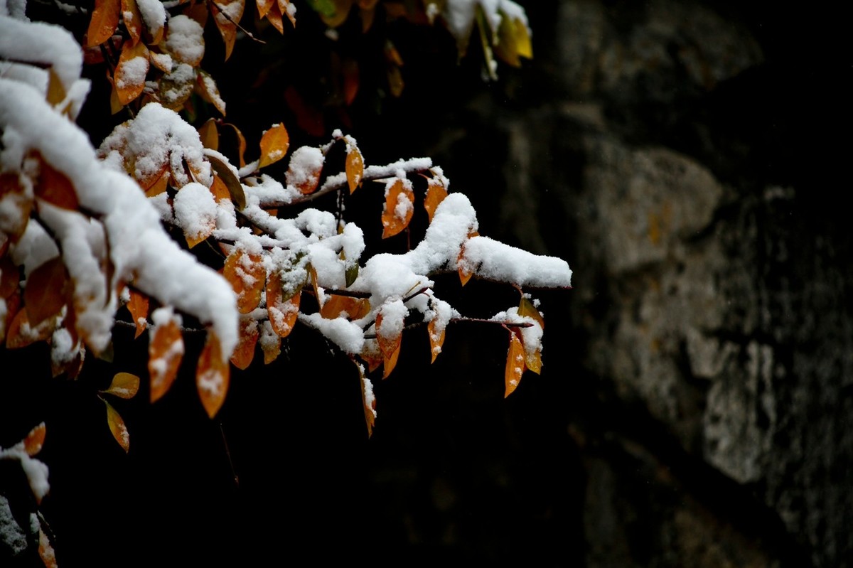 初雪——公园小景