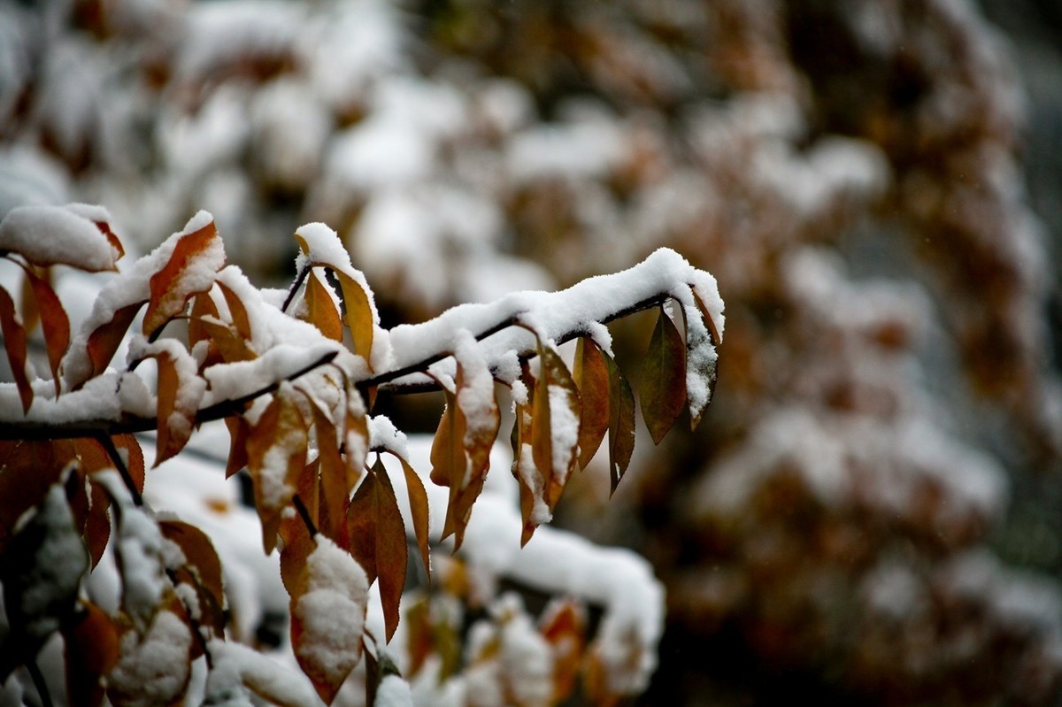 初雪——公园小景