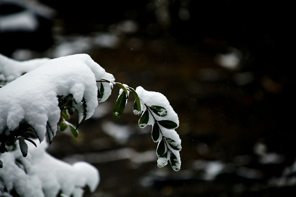 初雪——公园小景