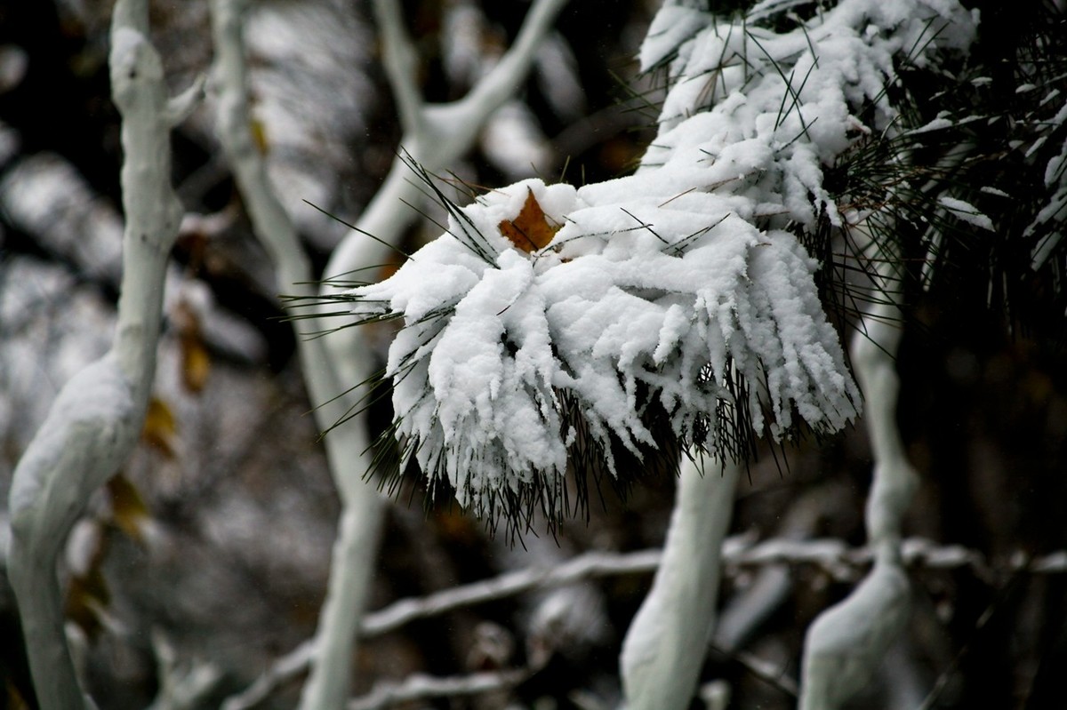 初雪——公园小景