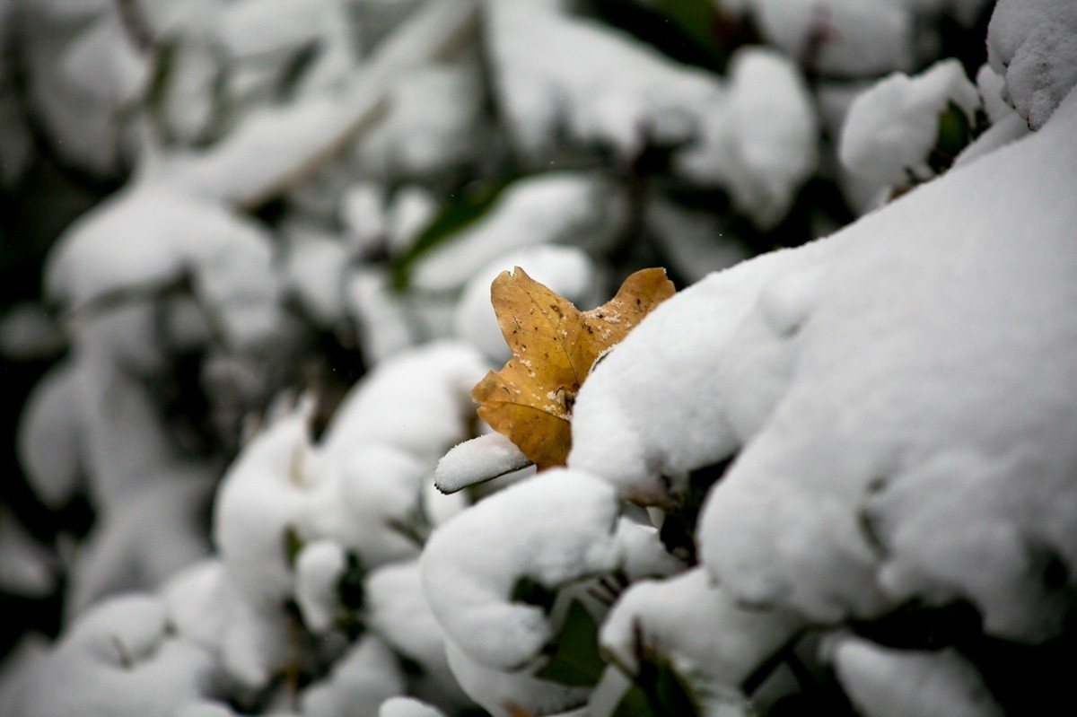 初雪——公园小景