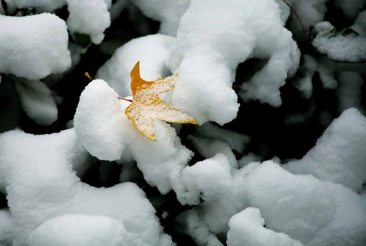 初雪——公园小景