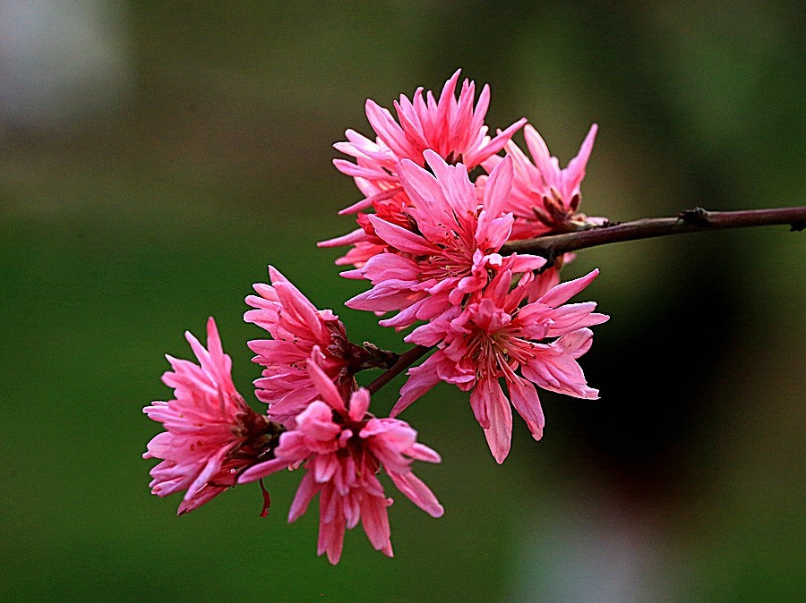 05《不老松：纪实摄影》春莭给大家发点漂亮的花片：菊花桃！ (2)