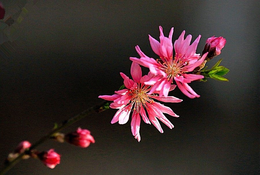 05《不老松：纪实摄影》春莭给大家发点漂亮的花片：菊花桃！ (2)