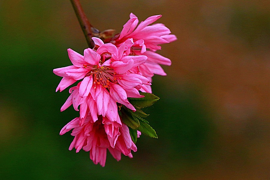05《不老松：纪实摄影》春莭给大家发点漂亮的花片：菊花桃！ (2)