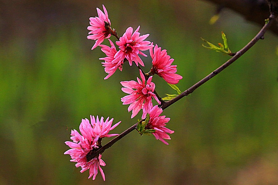 05《不老松：纪实摄影》春莭给大家发点漂亮的花片：菊花桃！ (2)