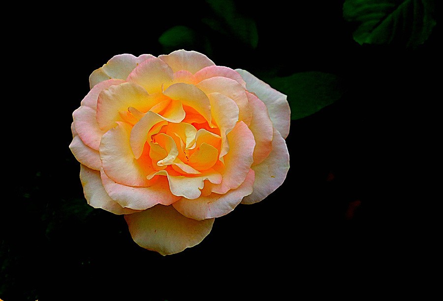 《不老松：纪实摄影》春莭给大家发点漂亮的花片：月季3