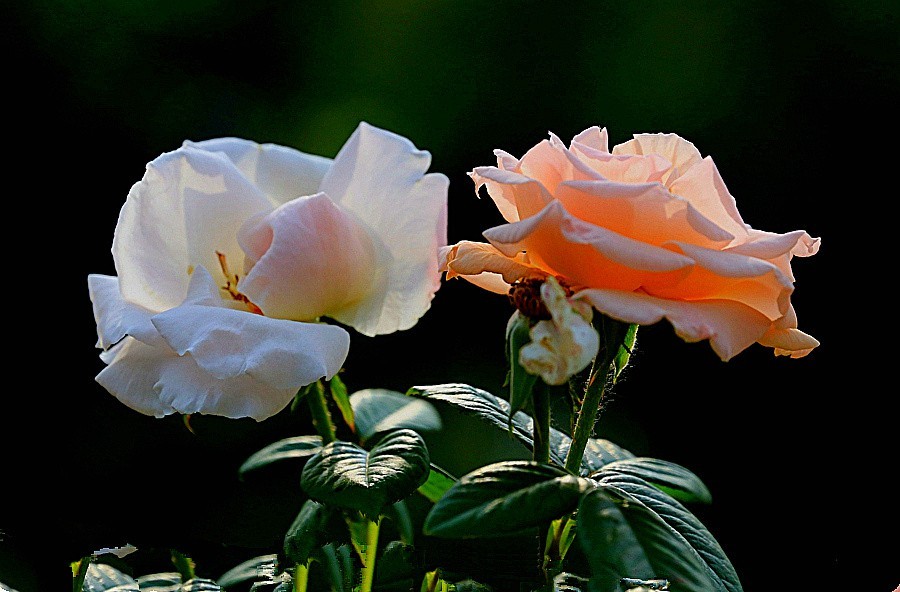 《不老松：纪实摄影》春莭给大家发点漂亮的花片：月季3