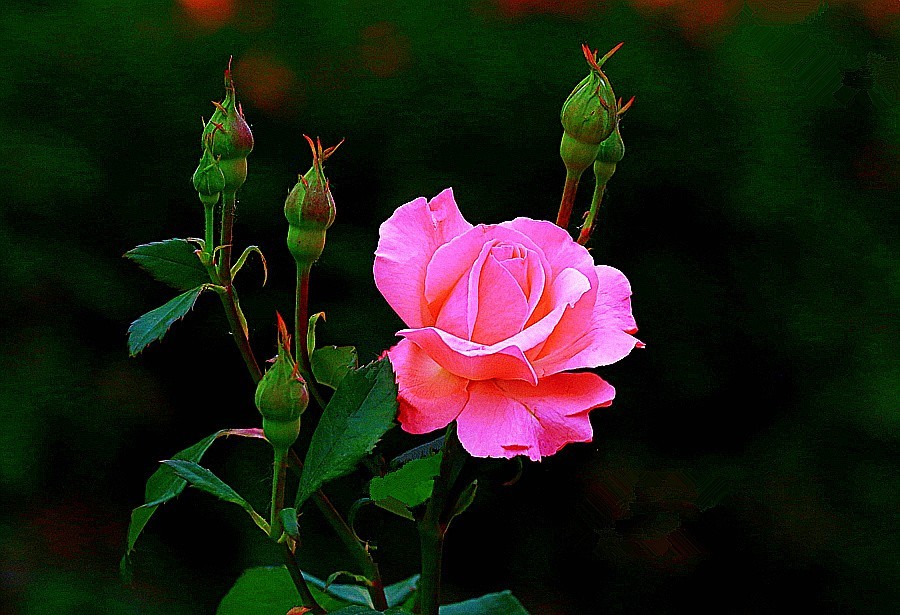 《不老松：纪实摄影》春莭给大家发点漂亮的花片：月季3