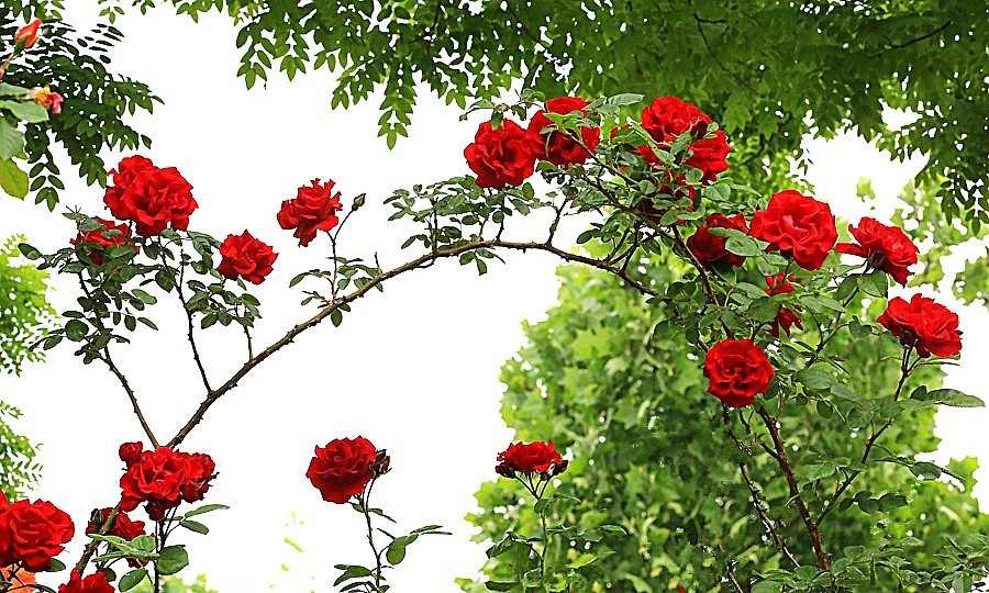 《不老松：纪实摄影》春莭给大家发点漂亮的花片：月季3