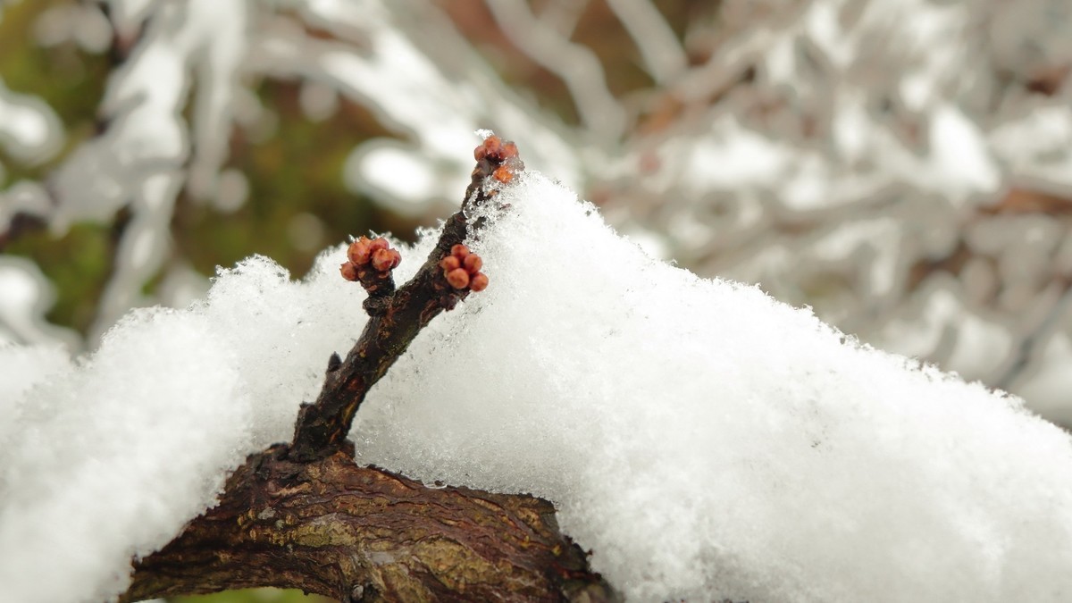 2024年成都第一场雪