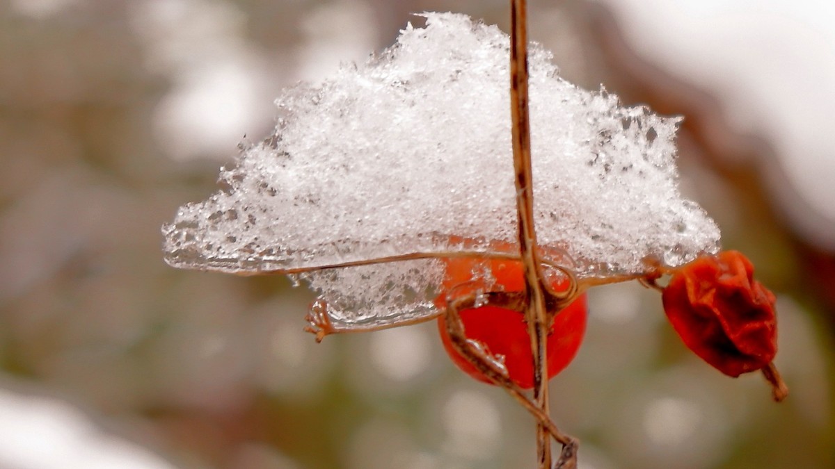 2024年成都第一场雪
