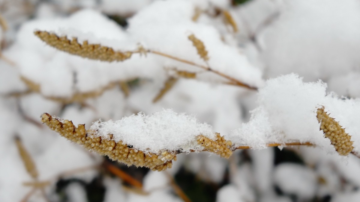 2024年成都第一场雪