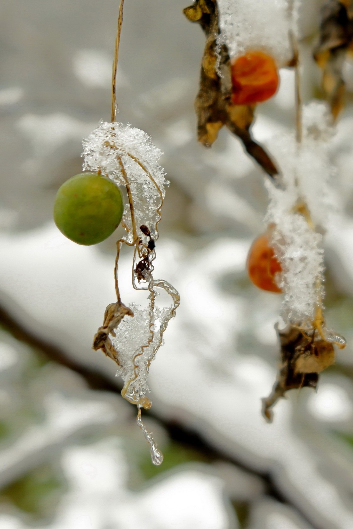 2024年成都第一场雪