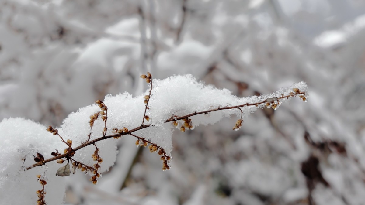 2024年成都第一场雪