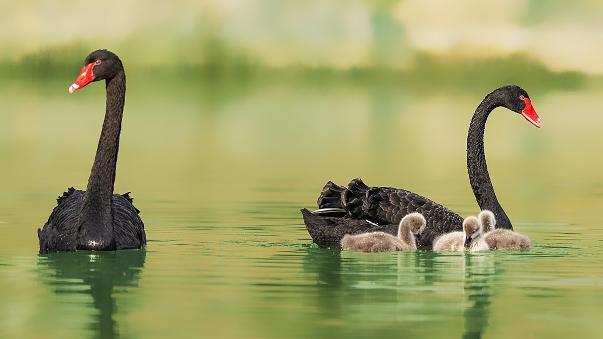 相亲相爱的一家