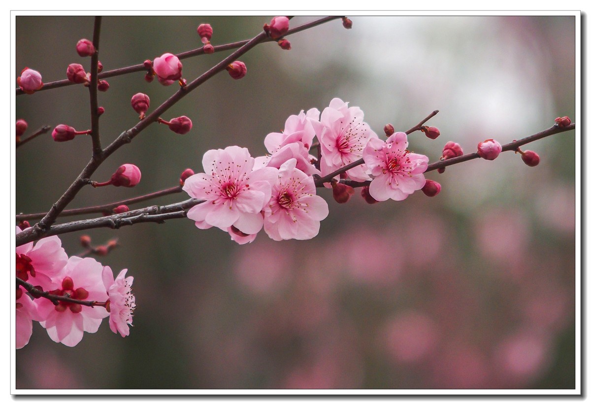 春日景色（奥林巴斯STYLUS 1拍摄）