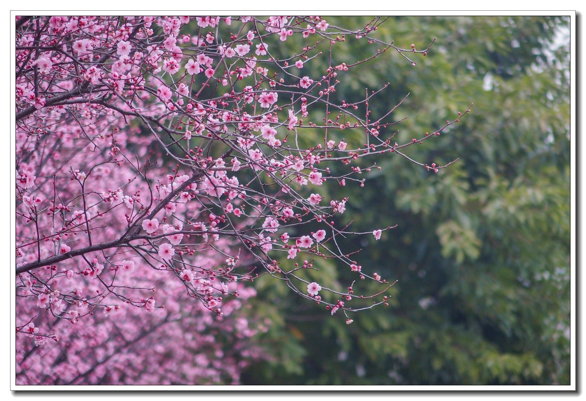 春日景色（奥林巴斯STYLUS 1拍摄）