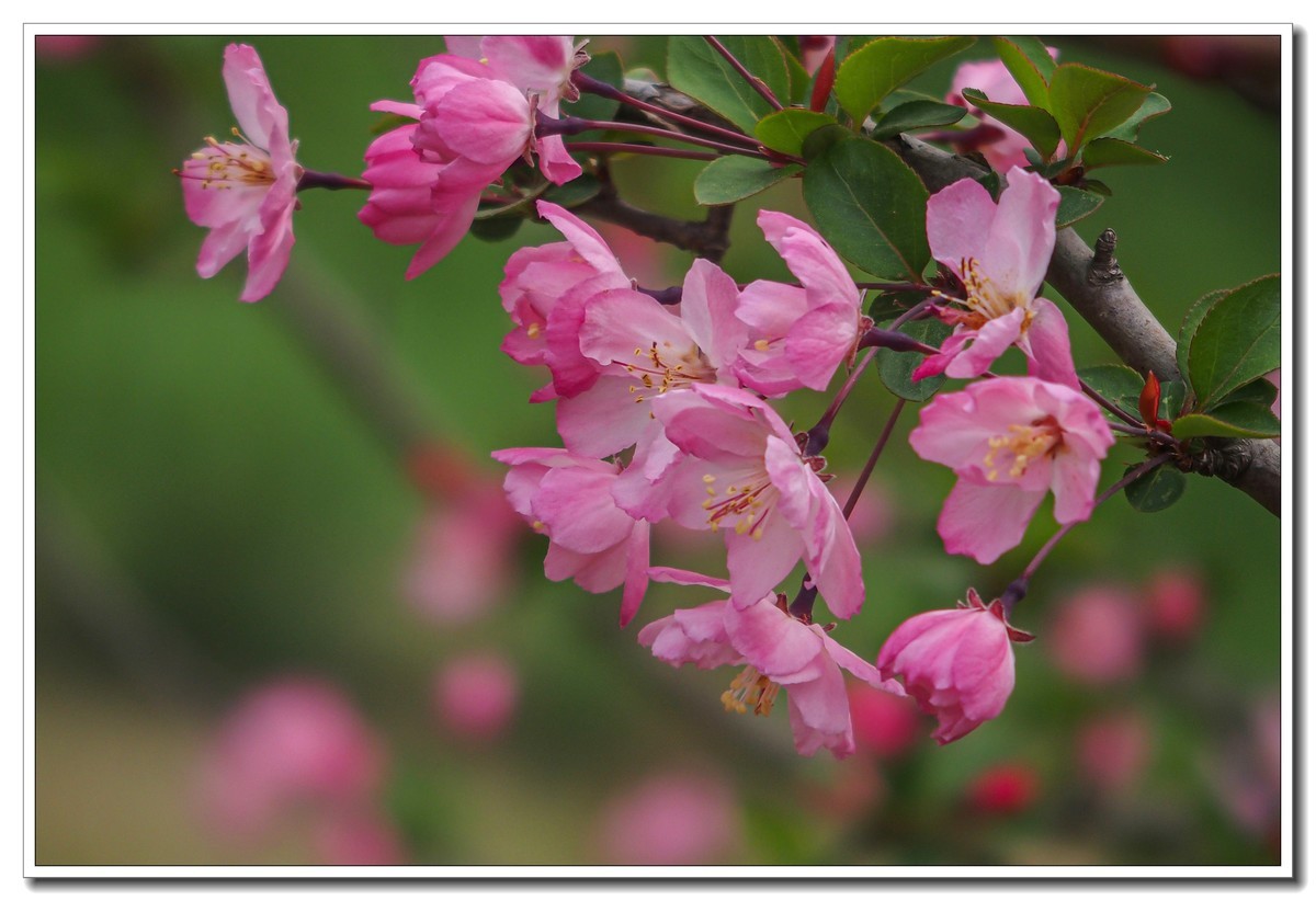 春日景色（奥林巴斯STYLUS 1拍摄）