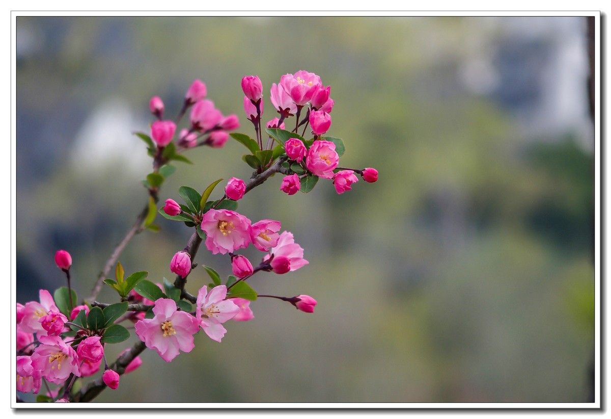 春日景色（奥林巴斯STYLUS 1拍摄）