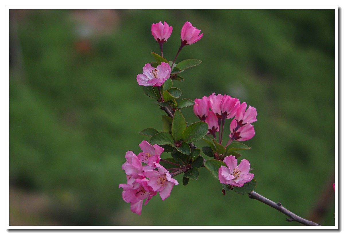春日景色（奥林巴斯STYLUS 1拍摄）