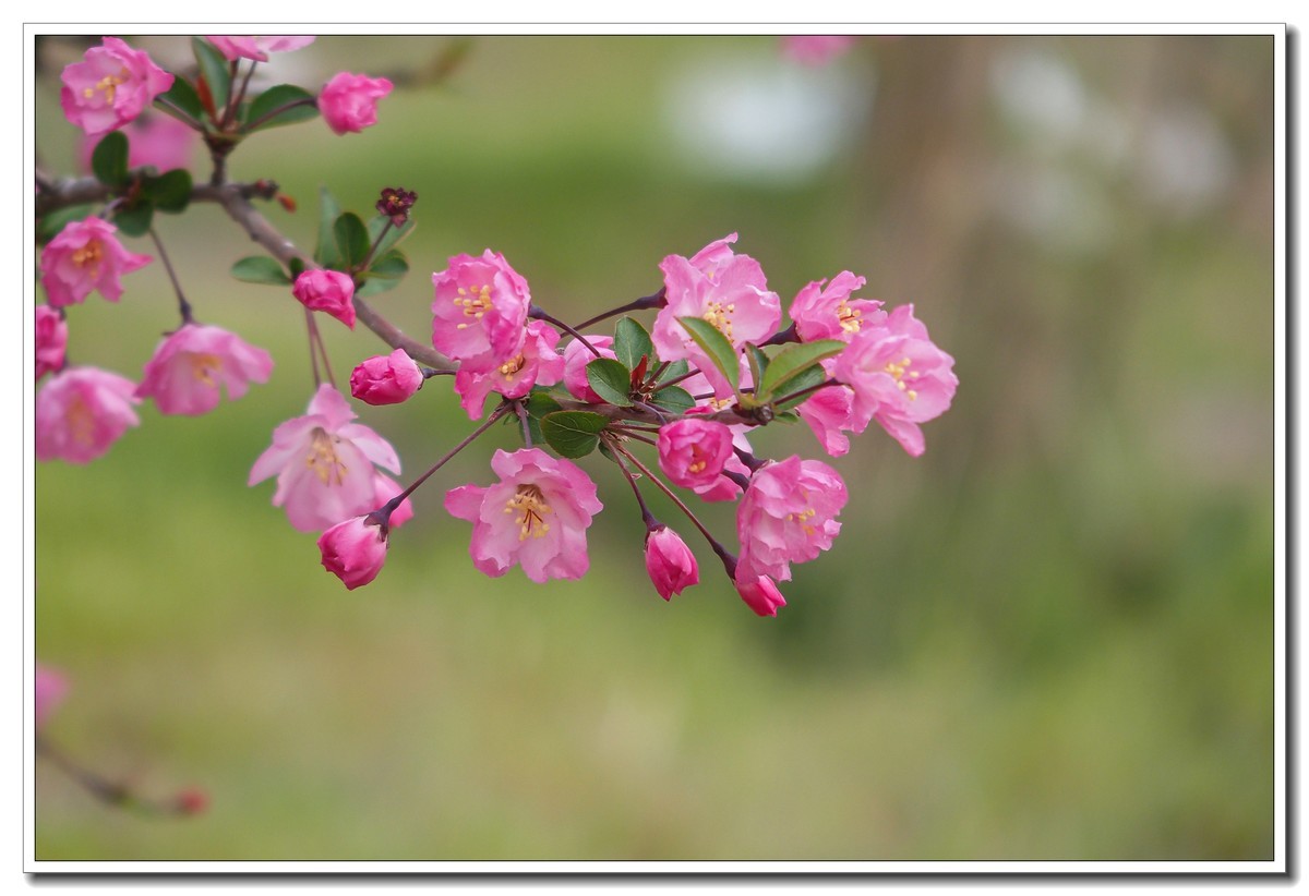 春日景色（奥林巴斯STYLUS 1拍摄）