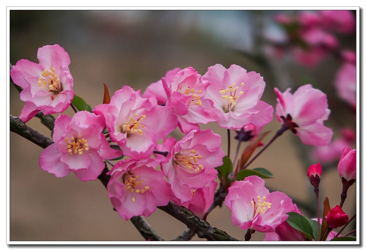 春日景色（奥林巴斯STYLUS 1拍摄）