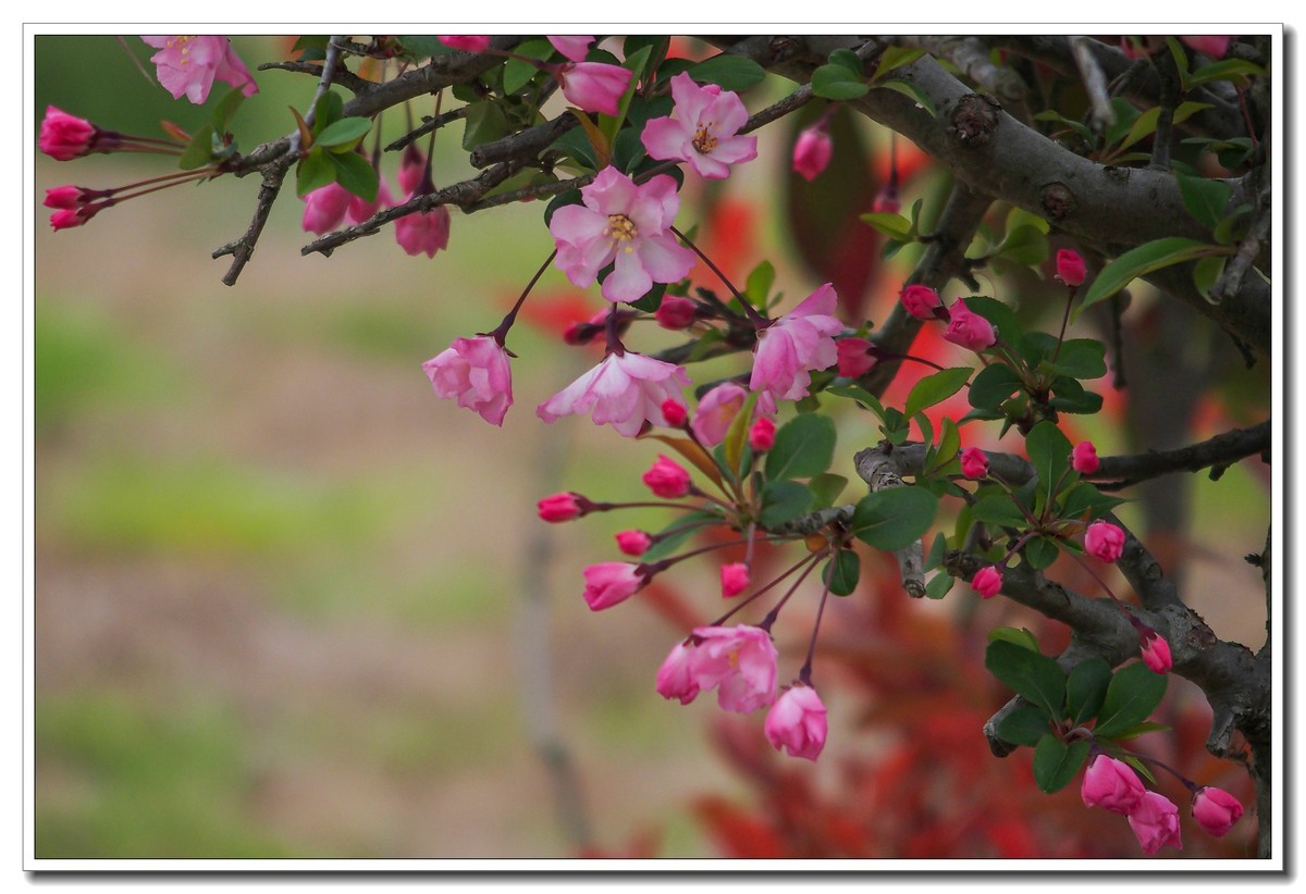 春日景色（奥林巴斯STYLUS 1拍摄）