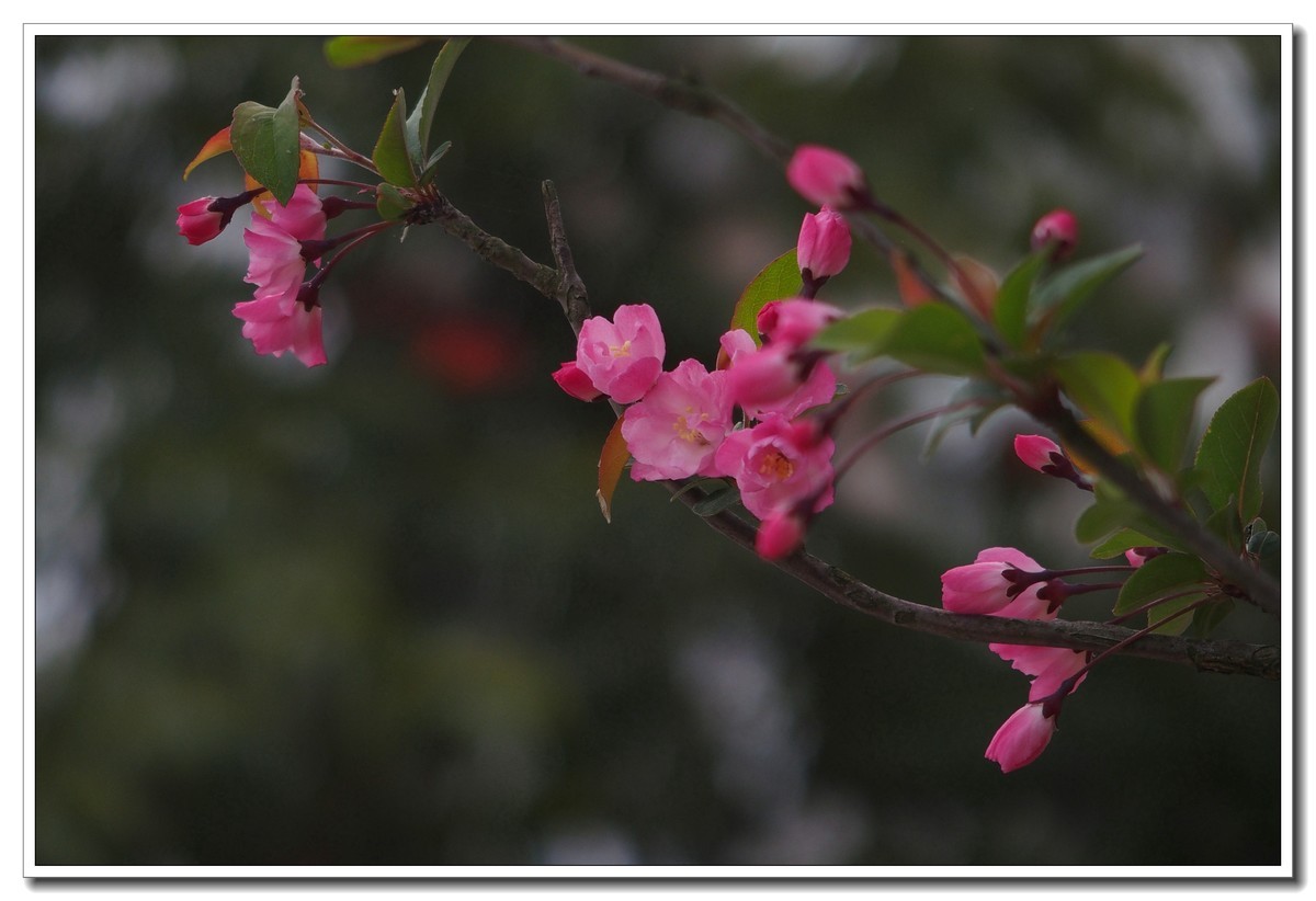 春日景色（奥林巴斯STYLUS 1拍摄）