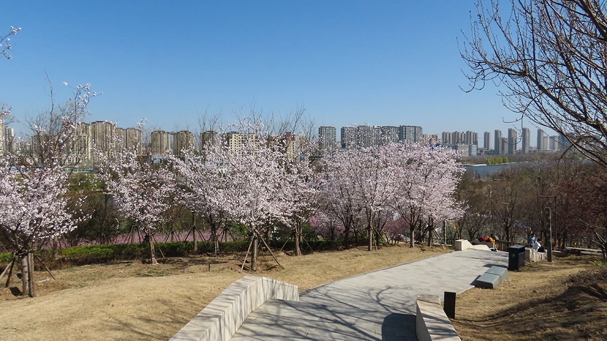 樱花盛开的季节