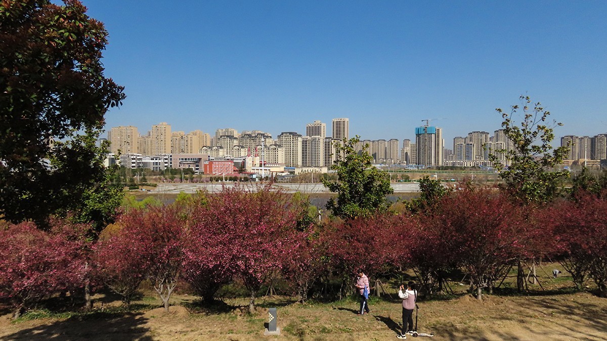 樱花盛开的季节