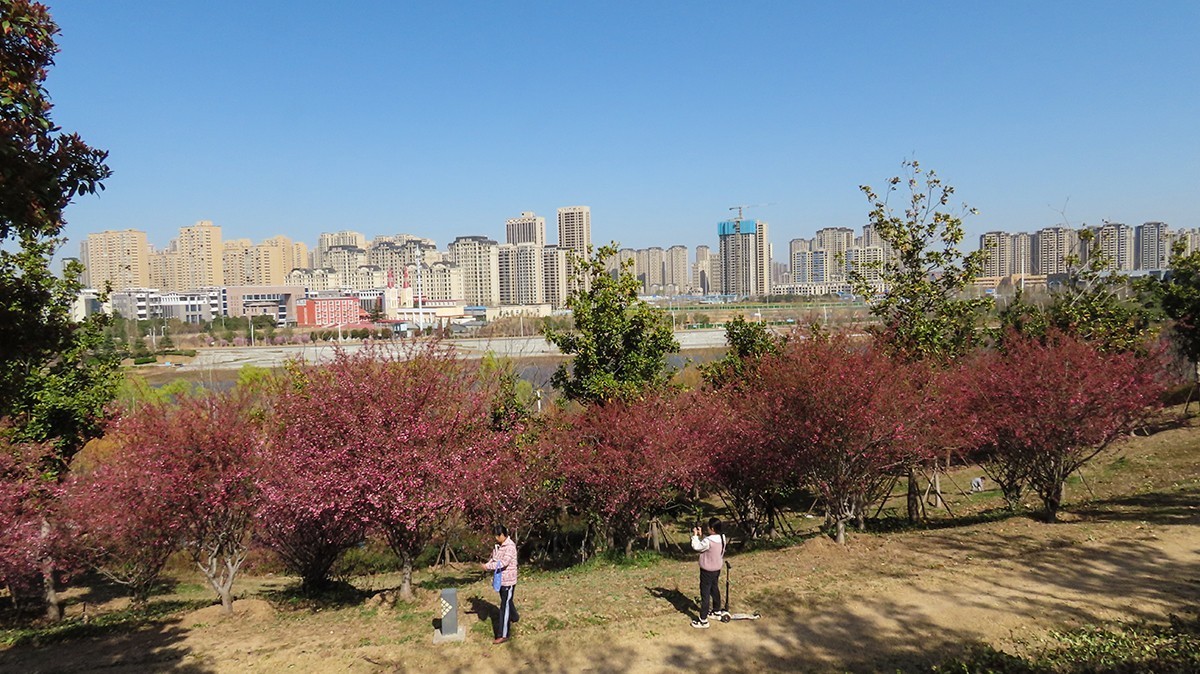樱花盛开的季节