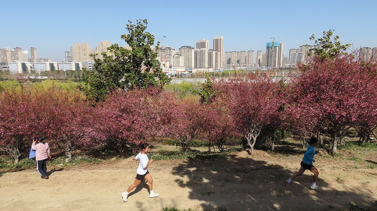 樱花盛开的季节