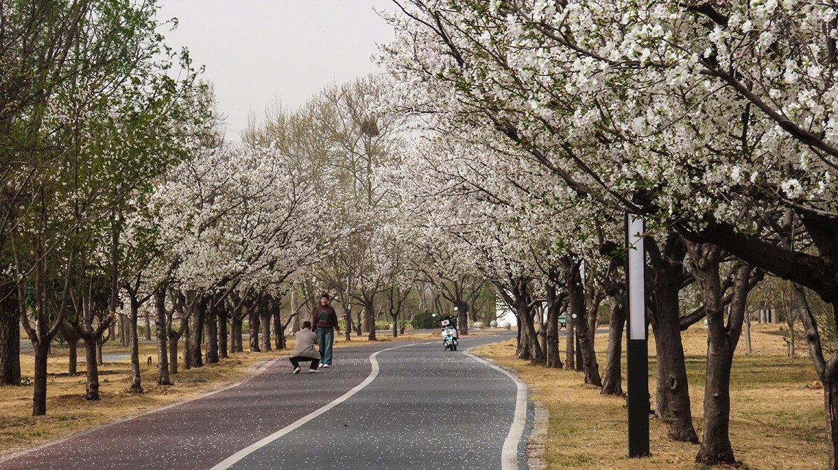 樱花盛开的季节