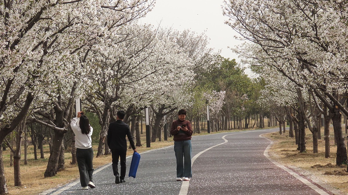 樱花盛开的季节